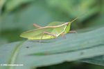 Leaf-mimicking grasshopper