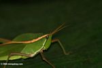 Close-up on a leaf grasshopper