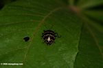 Black beetle with yellow zigzag pattern (Pleasing Fungus Beetle, family Erotylidae)