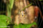 Yellow and black spider in its web