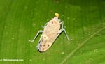 White insect with light orange spots, family Fulgoridae