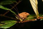 Brown leaf katydid