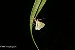 White moth spotted on a night walk in the Colombian Amazon