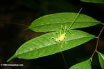 Bright green katydid [co05-0859]