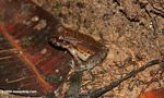 Small Amazon forest frog, possibly Leptodactylus pentadactylus