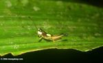Green-spot Grasshopper