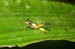 Green-spot Grasshopper in the Colombian Amazon