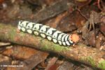 Caterpillar with an orange head and yellow-white and black bands