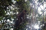 Woolly monkey in a tree