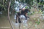 Black spider monkey in the Colombian Amazon