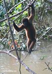 Black spider monkey in the Colombian Amazon [co06-1183a]