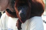 Orphaned red howler monkey at a rehabilitation center