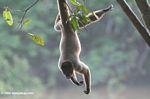 Woolly monkey hanging upside down
