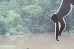 Woolly monkey hanging out [co06-1212]