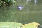 Large black caiman near an Amazon water lily
