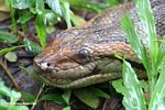 Green anaconda (Eunectes murinus) in Colombia