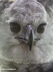 Closeup on the face of a harpy eagle