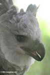 Harpy eagle with its beak open