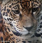 Captive jaguar in Colombia