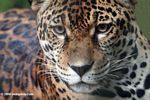 Jaguar (Panthera onca) [co06-1367]
