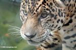 Jaguar (Panthera onca) [co06-1408]