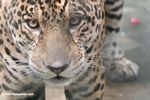 Jaguar (Panthera onca) [co06-1412]