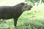 Tapir standing at the edge of a grassy meadow