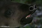 Headshot of a tapir (Tapirus terrestris)