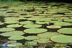Victoria amazonica water lilies in the Amazon