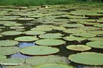 Victoria amazonica water lilies in the Amazon [co07-0289]