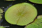 New Victoria amazonica leaf