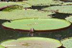 Flower bud of a Giant Amazon water lily breaking the surface of an oxbow lake