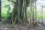 Banyon tree in the Amazon