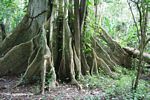 Shallow-rooted rainforest canopy trees often have buttress roots for support