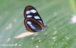 Black, orange, and light blue butterfly on a Heliconia leaf, possibly Ithomia pellucida or the 