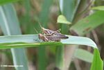Mating Abracris flavolineata grasshoppers on a blade of grass