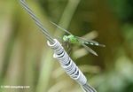 Light green skimmer (family Libellulidae, probably genus Erythemis) with alternating green and black abdominal segments, in Macedonia, an Amerindian craftsmen community 