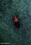 Black and orange Assassin Bug, family Reduviidae
