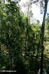 Flooded forest in the Colombian Amazon