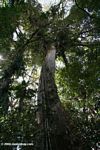 Towering Ceiba tree in the Colombian Amazon