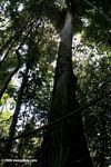 Giant Ceiba tree in the Colombian Amazon