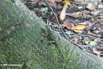 Plica plica or Plica umbra (South American 'chameleon').  Identification by Alexander Gostner.