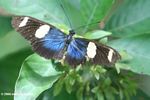 Black butterfly with blue and yellow spots