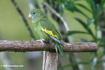 Green parrot [co07-0506]