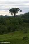 Cattle pasture in the Colombian Amazon