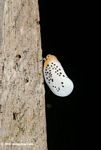 White insect with black spots and an orange head