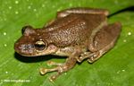 Brown tree frog (Osteocephalus planiceps) near Puerto NariÃƒÆ’Ã†â€™Ãƒâ€šÃ‚Â±o