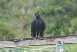 Black vulture [co07-0571]