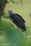 Black vulture (Coragyps atratus) in Colombia