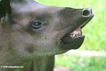 A face only a mother could love - the tapir